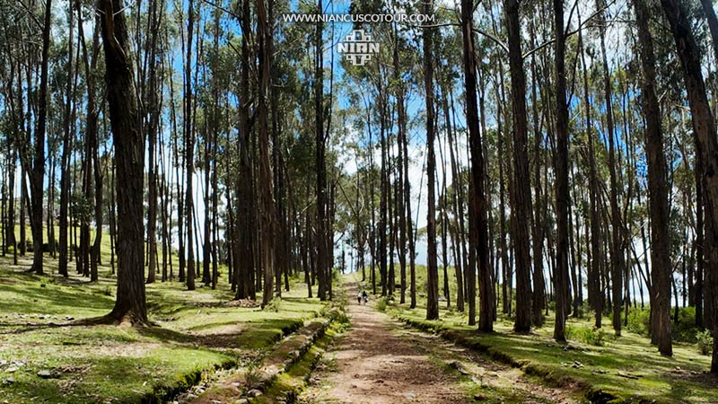Trilogía Andina - Bosque de Qenqo